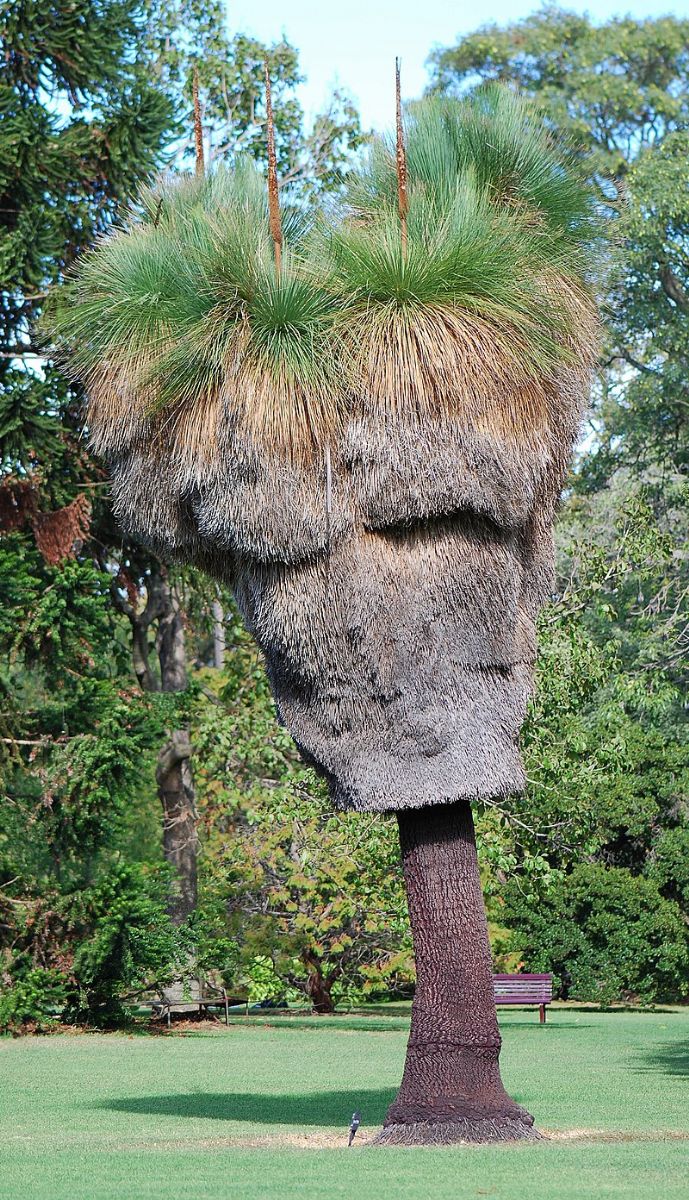 Žlutokap se v botanické zahradě podařilo opylit