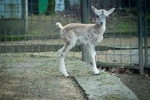 obrázek:Nový přírůstek v Liberecké zoo - mládě margaye