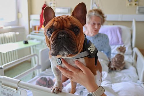 Foto: První terapeutický pes navštívil Turnovskou nemocnici