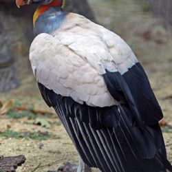 Olomoucká zoo přivítala raritní přírůstek z Liberce